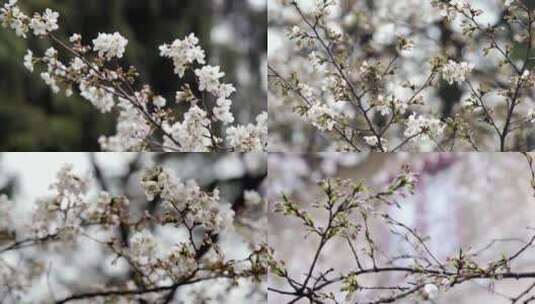 武汉大学盛开的樱花 组镜高清在线视频素材下载