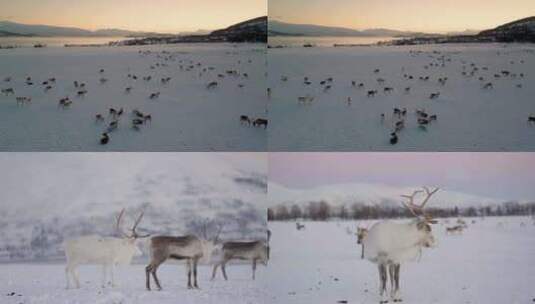 站在雪中的麋鹿麋鹿圣诞节稀有国家保护动物高清在线视频素材下载