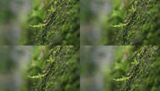 大自然 山野  苔藓 高清在线视频素材下载