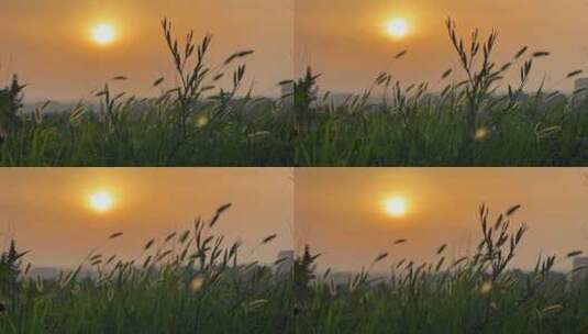 日落时分草被微风吹动的特写高清在线视频素材下载