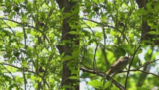 树林中树梢上一只小鸟叫高清在线视频素材下载