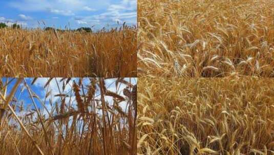 特写丰收金色麦田成熟小麦农业经济高清在线视频素材下载