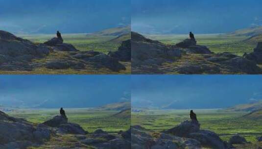 阿勒泰山脉 游牧 老鹰 航拍3高清在线视频素材下载