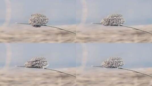 栖息在树枝上拉粑粑的短耳鸮高清在线视频素材下载