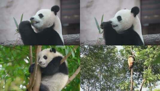 【合集】实拍熊猫 熊猫吃竹子高清在线视频素材下载