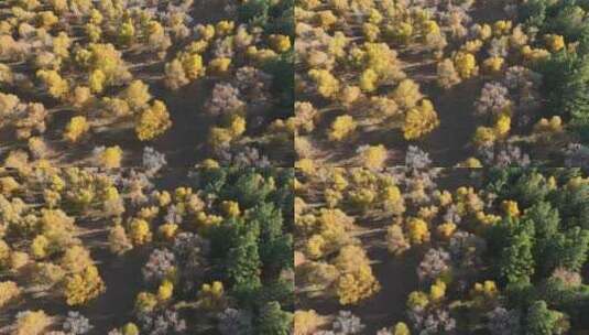 秋天的天然林高清在线视频素材下载