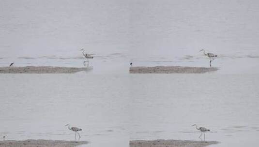 深圳湾公园的苍鹭在休憩飞翔的升格镜头高清在线视频素材下载