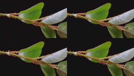 植物叶片上爬满了蚜虫 病虫害1高清在线视频素材下载