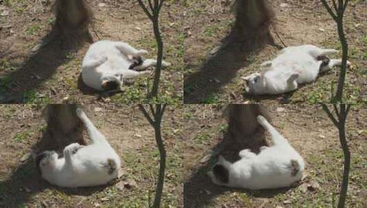 春天公园里的怀孕流浪母猫高清在线视频素材下载