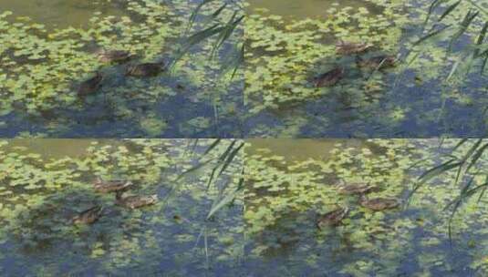 鸭子在水面游动野鸭家禽在水中觅食游动高清在线视频素材下载