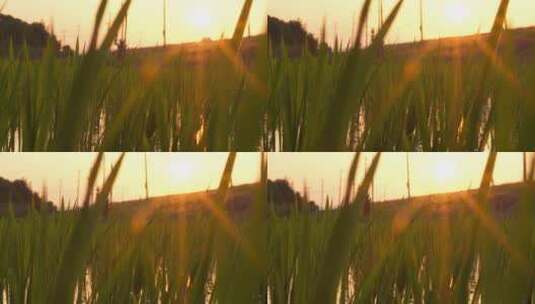 农村夕阳晚霞下的水稻田秧苗高清在线视频素材下载