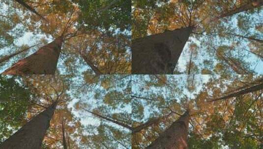 秋色树旋转高清在线视频素材下载