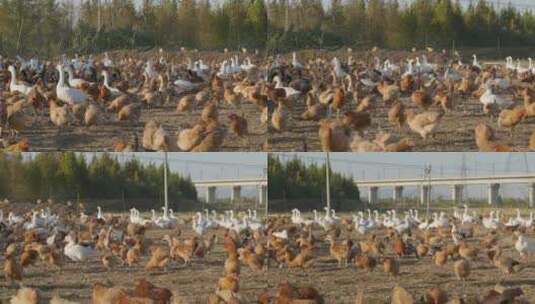 养鸡厂养鸡场鸡鸭鹅家禽鸡舍高清在线视频素材下载