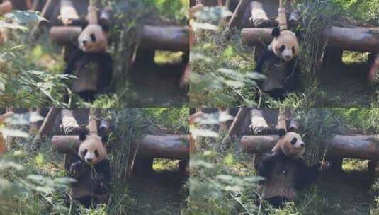杭州动物园大熊猫春生吃竹子8K实拍高清在线视频素材下载