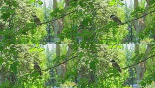 灰喜鹊在公园的树枝上栖息升格高清在线视频素材下载