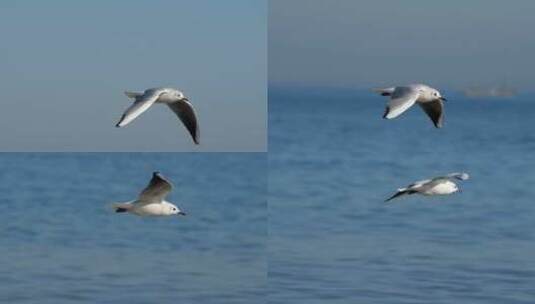 海鸥特写飞行高清在线视频素材下载