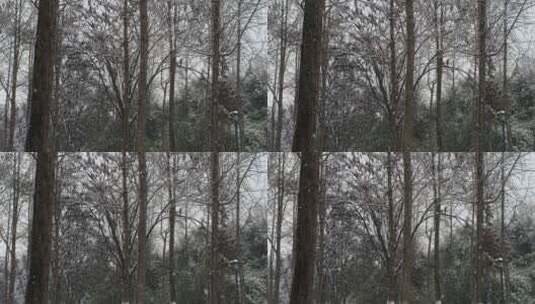 树林间下起了大雪高清在线视频素材下载