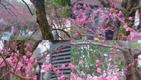 植物园公园梅花花朵开花春天风景视频素材高清在线视频素材下载