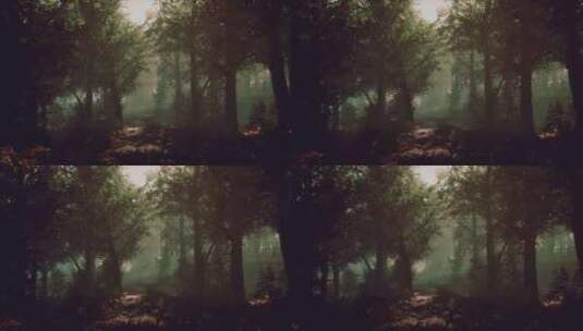 茂密树叶参天的迷雾森林高清在线视频素材下载