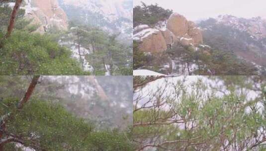 冬天雪花松树 崂山 下雪高清在线视频素材下载
