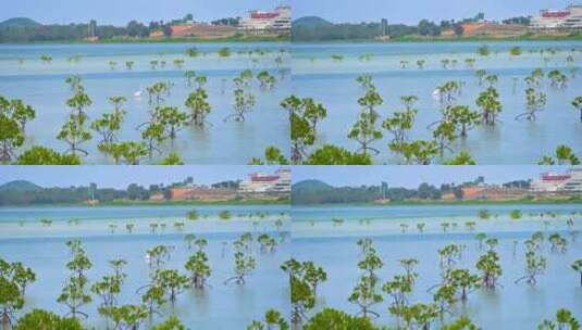 中国海南三亚红树林湿地保护区高清在线视频素材下载