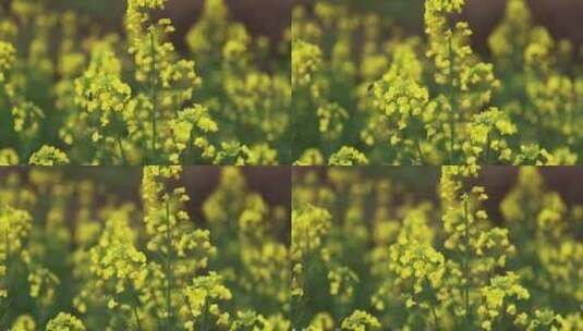 春天油菜花蜜蜂采蜜慢镜高清在线视频素材下载