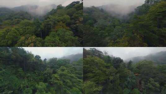 FPV穿越云南西双版纳热带原始雨林烟雨高清在线视频素材下载