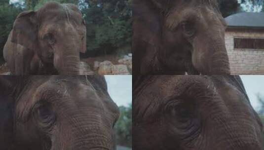 大亚洲象的特写。高清在线视频素材下载