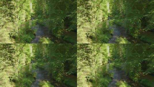 特写阳光洒落在绿油油的森林高清在线视频素材下载