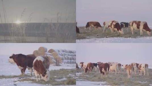 4K雪地上的牛群 吃草高清在线视频素材下载