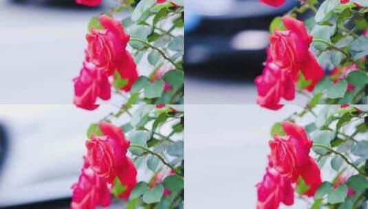 街边的玫瑰高清在线视频素材下载