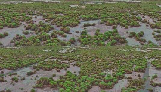 新疆吐鲁番盆地湿地航拍高清在线视频素材下载