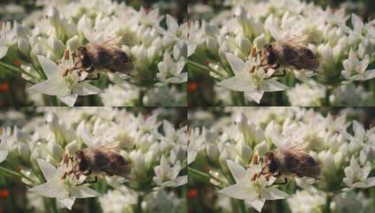 蜜蜂采蜜高清在线视频素材下载