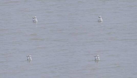 红嘴鸥深圳湾红树林湿地生态3209高清在线视频素材下载