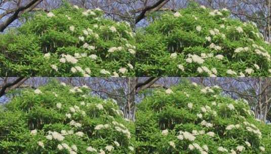 春天树上盛开的白色鲜花高清在线视频素材下载