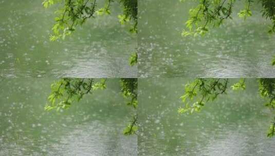 （慢镜）下雨天雨水落在湖面上绿叶摇曳高清在线视频素材下载