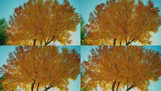 大树仰拍- 金色树叶秋天阳光高清在线视频素材下载