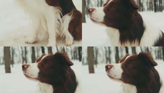 公园里雪中边境牧羊犬的特写，狗宠物坐在雪高清在线视频素材下载