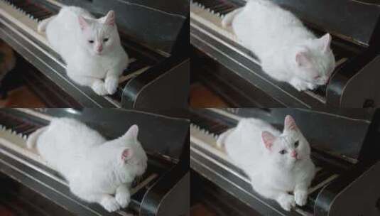 钢琴和猫高清在线视频素材下载
