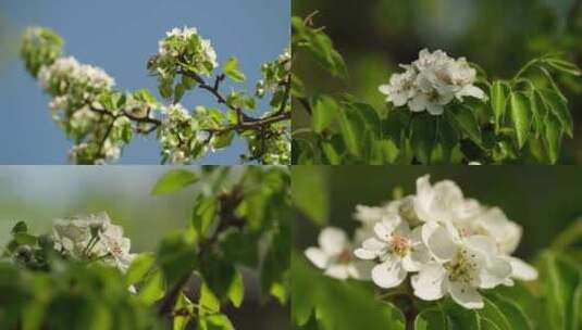 春暖花开梨花梨树花盛开苹果花花蕾花蕊高清在线视频素材下载