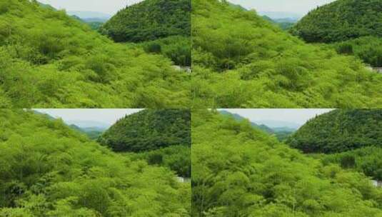 青山竹海竹山竹林竹子高清在线视频素材下载