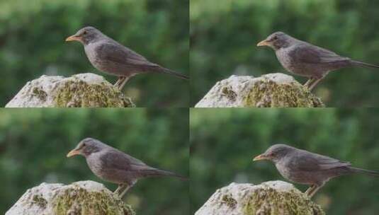 自然界中的黑鸟高清在线视频素材下载