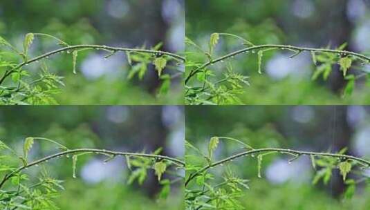 夏季下雨天山林植物树叶水珠特写高清在线视频素材下载