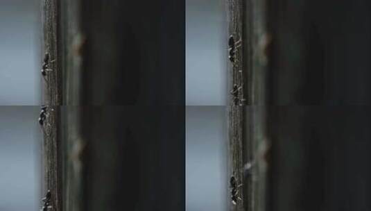 蚂蚁在木头表面爬上爬下高清在线视频素材下载