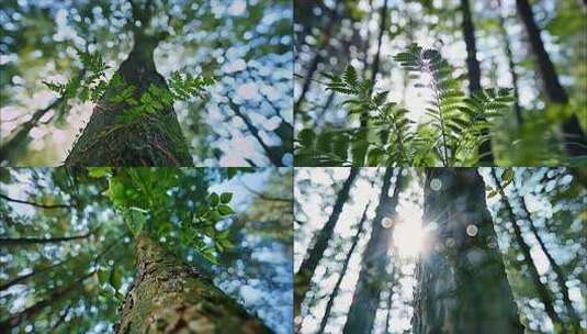 森林清晨树林阳光大自然生态植物树叶风景风高清在线视频素材下载