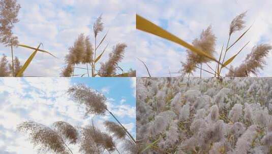 芦苇 芦苇荡 湿地芦苇 秋天的芦苇芦苇丛高清在线视频素材下载