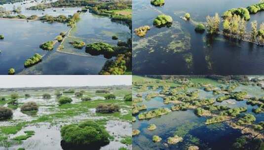 俯瞰湿地景观 植被繁茂水域交错高清在线视频素材下载