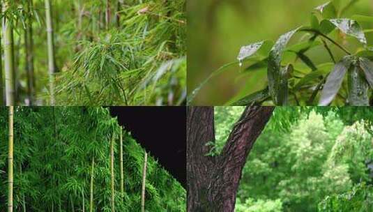 下雨竹林竹园意境高清在线视频素材下载