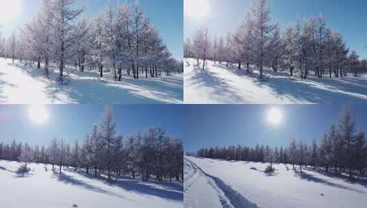 阳光照耀下的雪地树木景观高清在线视频素材下载