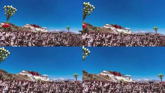 布达拉宫前盛开的繁花高清在线视频素材下载